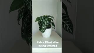 Zebra plant time lapse Dramatic 3 hour move after watering [upl. by Nohtanoj776]