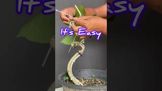 How to Make a Bonsai Tree Easily [upl. by Najed]