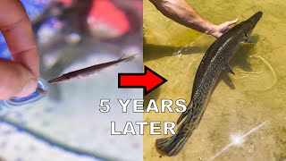 My Pet Alligator Gar 5 Years Later [upl. by Kato934]