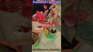 Poinsettia summer care  Poinsettia care gardeningtips shots [upl. by Houston]