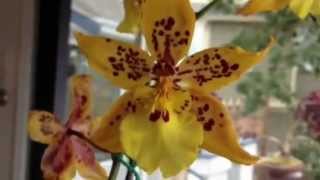 Orchid care Phalaenopsis alternative Odontocidium Tiger Crow Orchid [upl. by Santoro27]