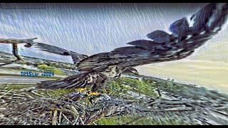 SWFL Eagles  DO WE HAVE A BRANCHER  E23 GETS BOTH FEET OFF NEST AND FLAPS WINGS ATOP THE CAMERA [upl. by Stoddard]