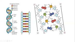 Introduction to Nucleic Acid Biochemistry I [upl. by Maurey]