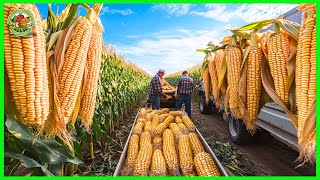 How American farmers harvest and process millions of tons of sweet corn  Farming documentary [upl. by Aniroc]