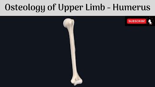 Osteology of Upper Limb  The Humerus  Parts  Features  Attachments  Clinical Correlations [upl. by Marni]