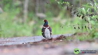 Mrs Humes Pheasant male [upl. by Mervin]