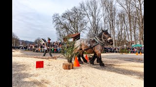 LiveStream von Ross und Forst am 11 Februar 2023  Pferdemarkt Gaildorf [upl. by Ayetal]