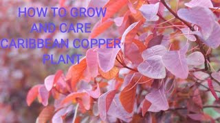 Red leaf plantCaribbean copper plantEuphorbia cotinifolia plant care and how to grow [upl. by Einama]