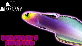 All About The Helfrichs Firefish or Dartfish [upl. by Ajtak]