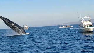 Humpback Whale Breaching in the Bay of Banderas [upl. by Clare]