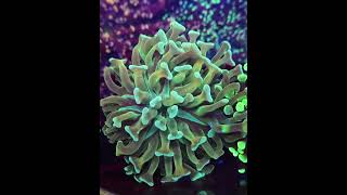 euphyllia meerwasseraquaristik coral reefer reeftank reefkeeper [upl. by Esmaria]