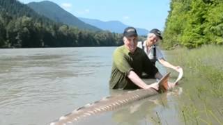 Giant Monster Sturgeon  12 4quot amp 1100 lbs [upl. by Abbotson]