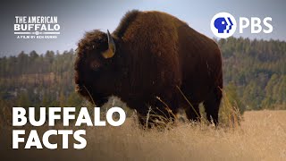 Surprising Facts About Buffalo  The American Buffalo  A Film by Ken Burns  PBS [upl. by Laden]