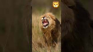 When the lion becomes old and helplesssher lionshorts animalswildlife wildanimalsshortsvideo [upl. by Mchenry]