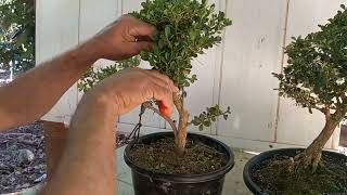 COMO TRANSFORMAR UMA MUDA DE BUXINHO DE GARDEM NUM BONSAI [upl. by Scully]