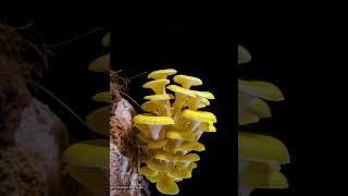 Pleurotus citrinopileatusMushroom Growing timelamspe04 fungus terrarium mushroom [upl. by Homerus]