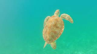 Christmas Cove USVI Green Sea Turtle [upl. by Otrebla]