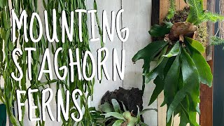 How to mount a Staghorn fern  tutorial  guide [upl. by Scheider]