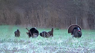 Hot Off the Roost Watching Turkeys Before Season [upl. by Pepita]