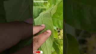 The Secrets of Nicotiana Tabacum The Tobacco Plant Explained paonegarden [upl. by Lraed48]