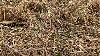 No Till Wheat Planting  Wheat Cultivation Method  The Sukheki Farm [upl. by Ramat]