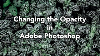 How the  Changing the Opacity in Photoshop [upl. by Angel]