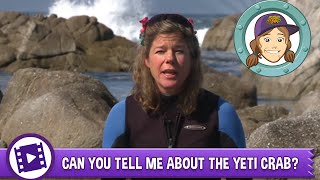 Can you tell me about the yeti crab [upl. by Gert]