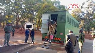 Mike Chimombe Hires Fellow Inmates To Shield Him From Cameras When Disembarking From Prisons Truck [upl. by Eek]