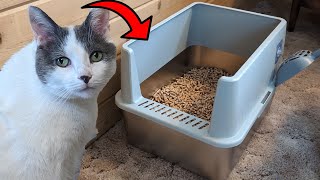 Easy to Clean Cat Litter Box With HIGH Sides for Less Mess [upl. by Redla]