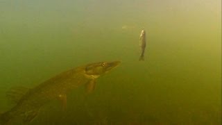 Fishing pike attacks trout dead bait underwater Рыбалка щука атакует приманку форель подводой [upl. by Cynthla]