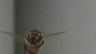 Honey bees in ultra slow motion [upl. by Harrison]