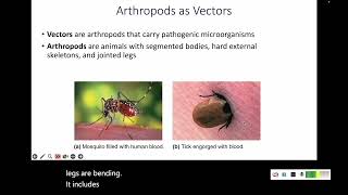 123 Animals Helminths and Vectors [upl. by Rolph]