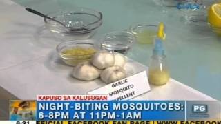 How to make homemade mosquito repellent  Unang Hirit [upl. by Yellek38]