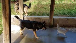 Cattle Dog Herding Chickens [upl. by Sueaddaht]