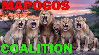 Mapogo Lions  The Deadliest Lion Coalition [upl. by Nnomae]