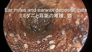 CatRemoval of earwax accumulated in cats with ear mites猫耳ダニ症の猫で堆積した耳垢の除去 [upl. by Brantley]