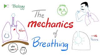 The mechanics of breathing 😮‍💨  Normal inhalation and exhalation  Respiratory Physiology [upl. by Dnomrej]