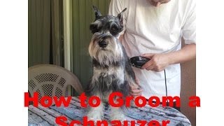 How to Groom a Miniature Schnauzer [upl. by Assyli709]