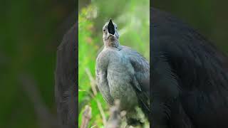 animals nature foryoupage amazing grow fyp fypviral bird interesting trend fyp [upl. by Hildick886]