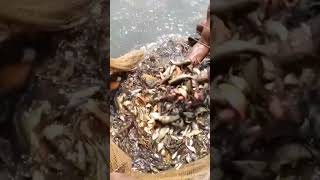 Golden fish🐠 viralvideo machhri popular 🐠 Rajasthan 🐟 live [upl. by Eahs]