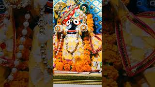 Nabakalebara Darshan of Lord Jagannath [upl. by Natanhoj]