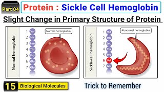 Slight Change in Primary Structure of Protein causes Sickle Cell Hemoglobin  Trick to remember [upl. by Matrona739]