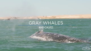 Gray Whales and Calves [upl. by Lizzy]