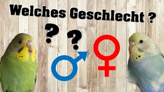 Welches GESCHLECHT hat dein WELLENSITTICH [upl. by Dorin]