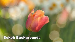 How to Paint Bokeh Backgrounds  Acrylic Real Time Paint Along [upl. by Whall520]