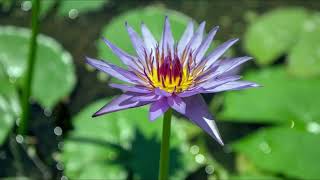 Egyption Blue Water Lily Nymphaea caerulea  Blue Lotus [upl. by Sculley]