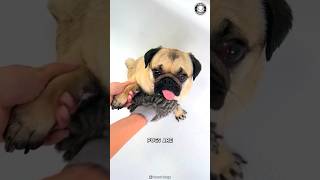 Pug 💔 The Heartbreaking Truth About Pug Health [upl. by Gnidleif]