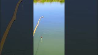 Hook fishing video fishing [upl. by Nanaek]