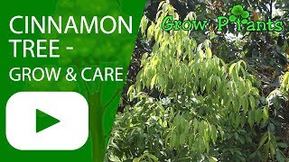 Cinnamon tree  growing amp care [upl. by Hadlee]