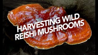 Harvesting Wild Reishi Mushrooms [upl. by Ydwor]